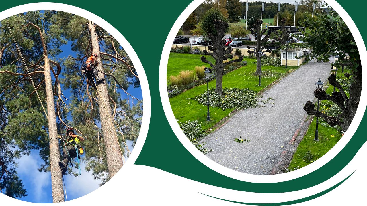 ETW-certifierade arborister i Mälardalen