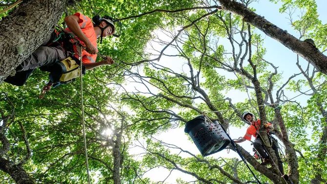 Trädleoparden: Din certifierade arborist i Västerås