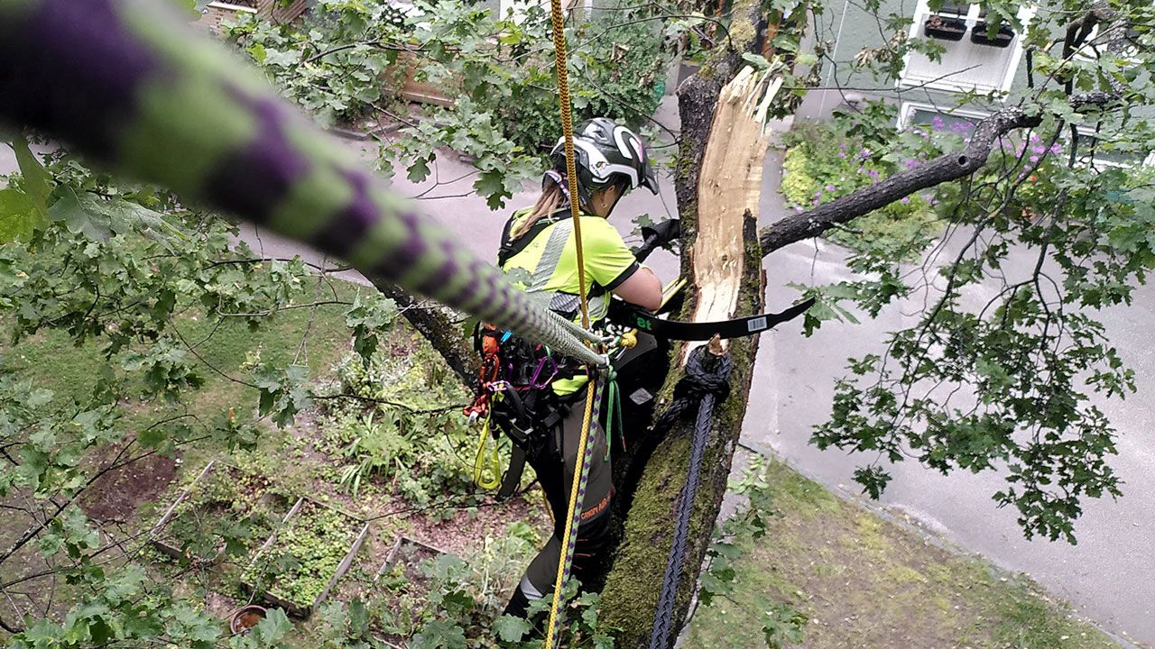 Trygga och välskötta träd i stadsmiljö